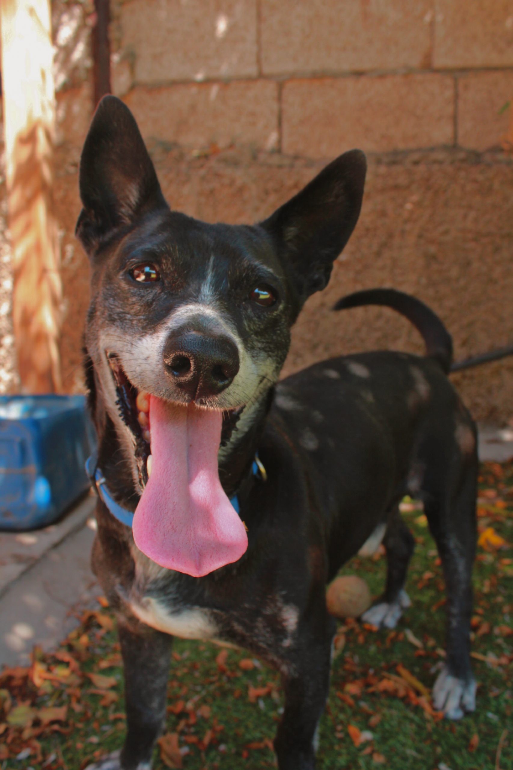 perro negro, mediano, lengua fuera, feliz